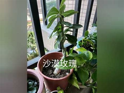 西曬陽台植物花 魚數量 風水